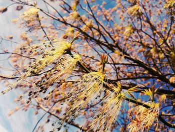 Close-up of flower tree against sky