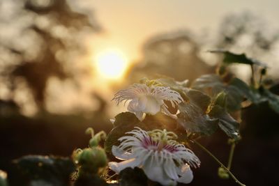 White passiflora foetida flower are blooming in the forest