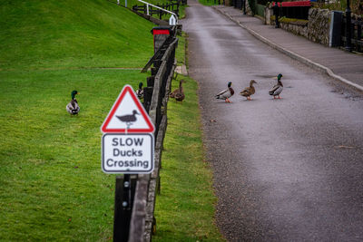 Road sign warning to watch out for ducks and ducklings crossing the road, while ducks are passing by