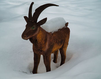 animal