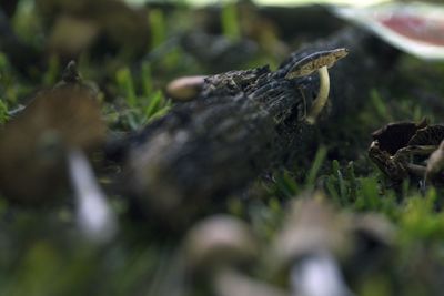 A small mushroom grows on a rotting branch. it looks harmless, but it is a poisonous fungus.