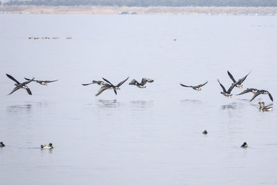 Birds flying over lake against clear sky