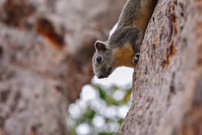 Close-up of squirrel on tree trunk