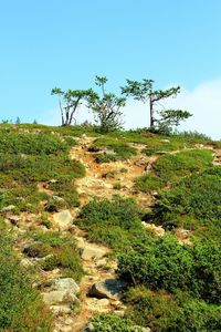 Tree on field against sky