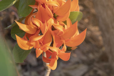 High angle view of orange flowering plant