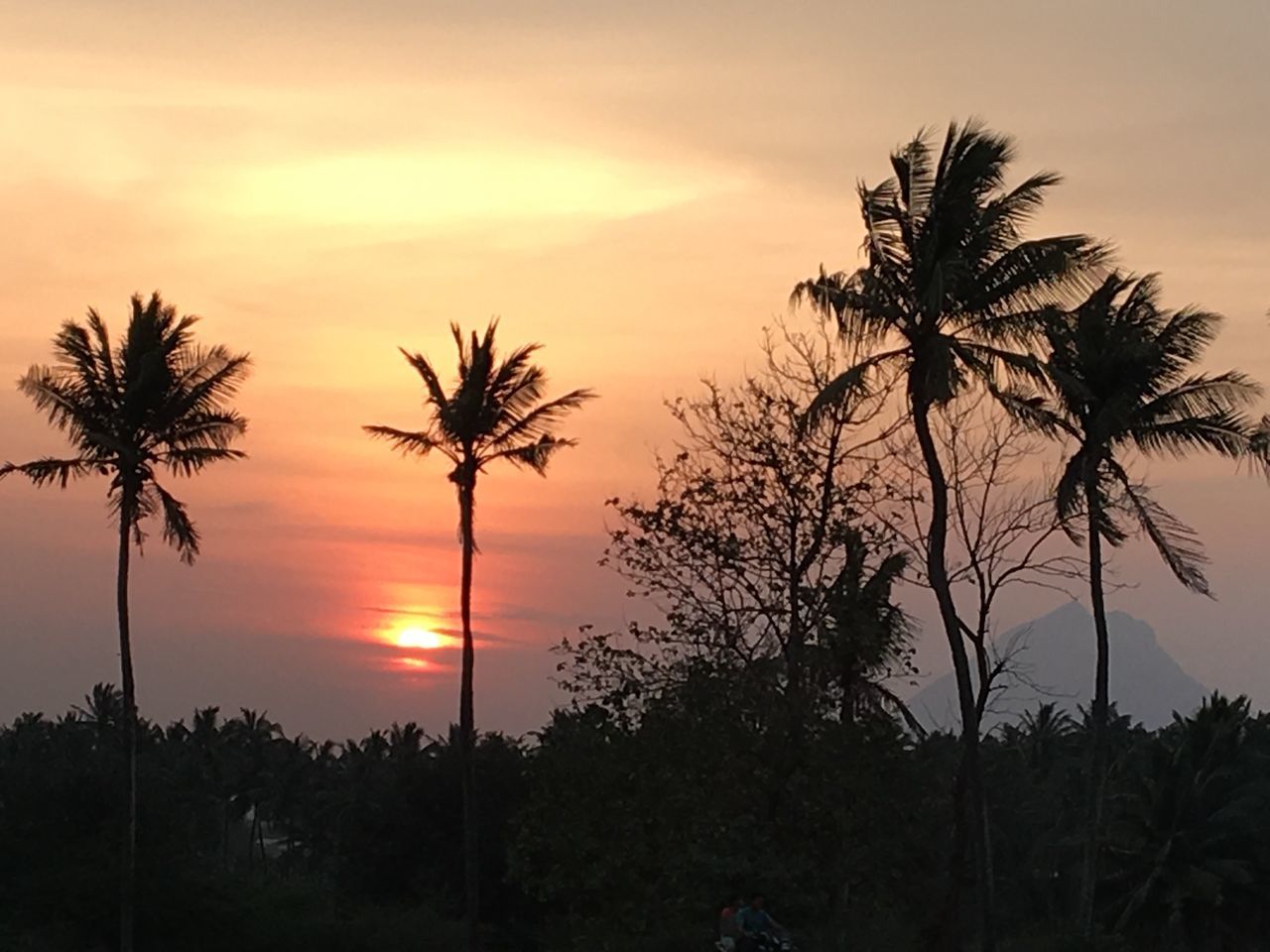 SILHOUETTE TREES AGAINST SKY AT SUNSET