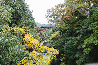 Trees and plants during autumn