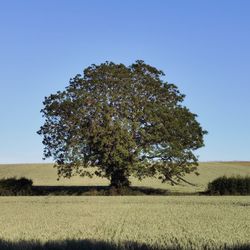 Tree on field against clear sky