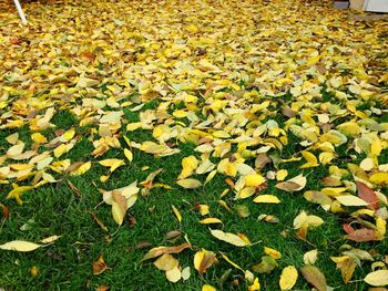 Full frame shot of yellow flowers growing in field