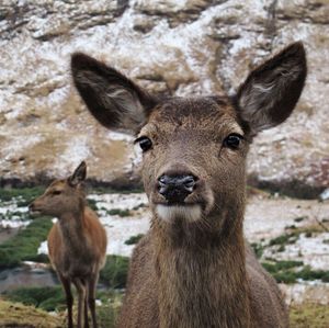 Portrait of deer on field