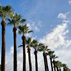 Low angle view of palm trees against blue sky