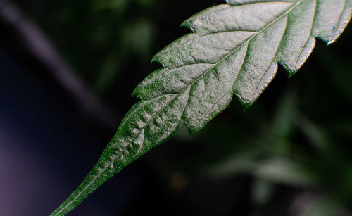 Close-up of green leaves