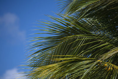 Low angle view of palm tree against sky