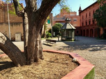 Trees and plants growing outside building in city