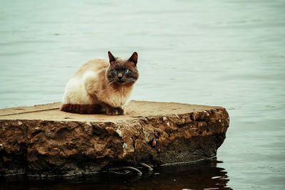 Cat lying on rock by sea