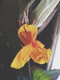 Close-up of yellow flower