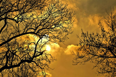 Low angle view of silhouette bare tree against sky