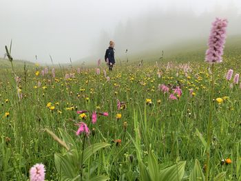 Scenic view of flowering plants on field