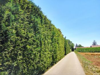 Empty road along trees and plants