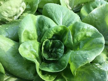 Full frame shot of fresh green leaves