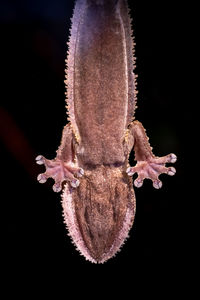 Underside of a henkel's leaf-tailed gecko climbing down a sheet of glass.