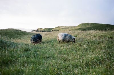 Free range icelandic lamb