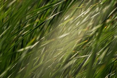 Full frame shot of grass on field