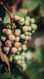 Close-up of berries growing on tree