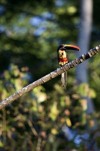 Close-up of bird perching on a branch