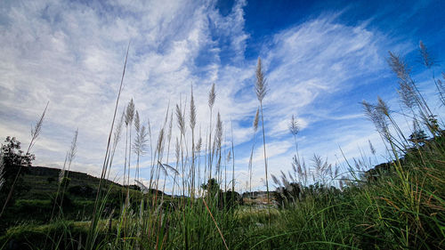 Low angle view of trees on land against sky