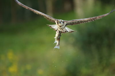 Close-up of eagle with prey