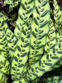 Full frame shot of succulent plant