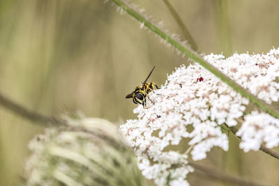 Close-up of bee on flower