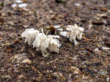 Close-up of white flowering plants