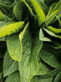 Full frame shot of green leaves