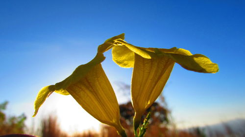 Close-up of yellow flowers