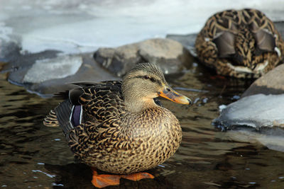 Mallard ducks swimming in lake