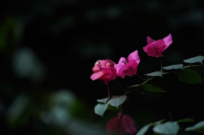 Close-up of pink flowering plant