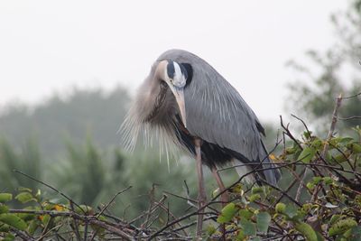 Bird perching on a tree