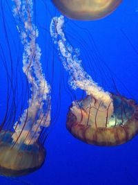 Close-up of jellyfish swimming in water