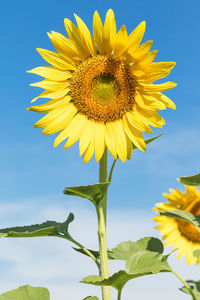 Close-up of sunflower against sky