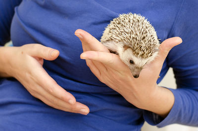 Midsection of person holding hedgehog