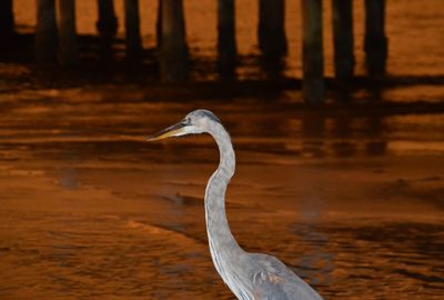 Side view of a seagull in water