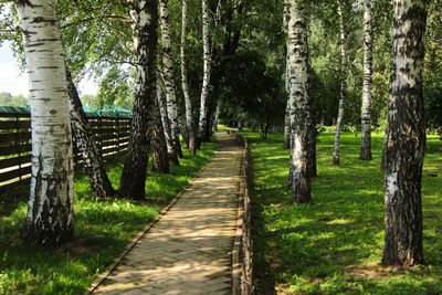 Footpath amidst trees in forest