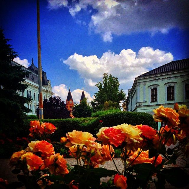 FLOWERS BLOOMING IN PARK