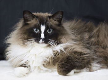 Portrait of cat relaxing on bed at home