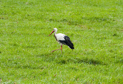 Bird on a field