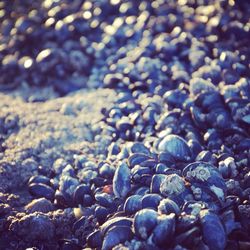 Close-up of stones on pebbles