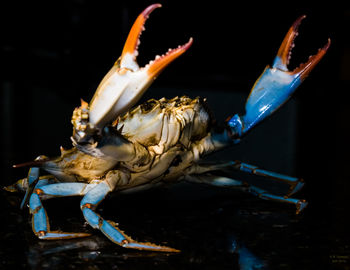 Close-up of crab