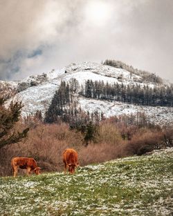 Cows in a field